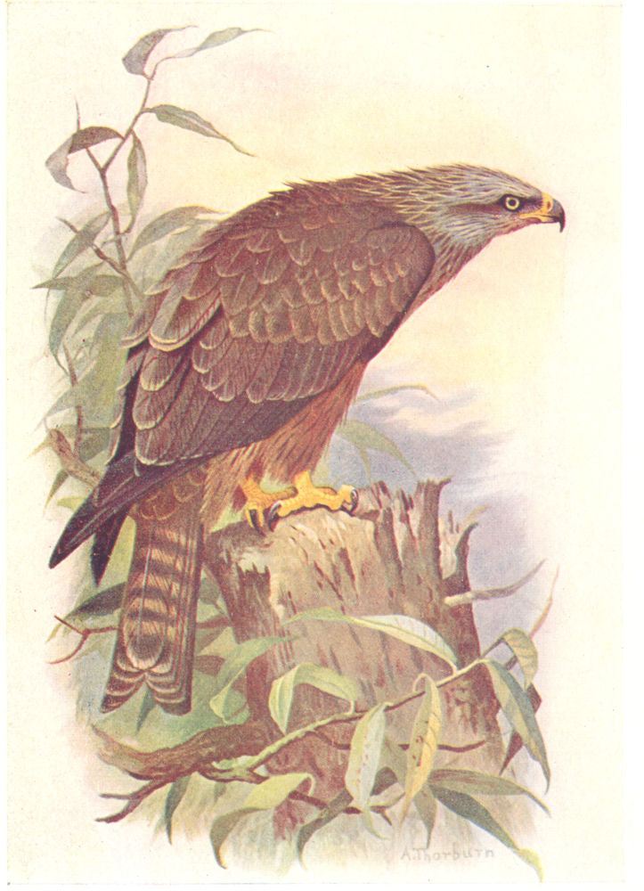 BRITISH BIRDS. Black Kite. THORBURN 1925 old vintage print picture